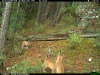 Рысь с котятами попала в объектив лесной камеры